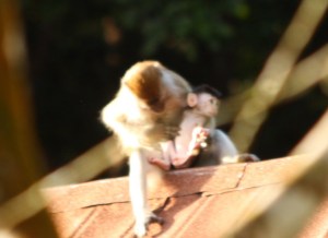 Mother monkey grooming baby