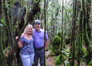 walking in the mossy forest above 1500 metres