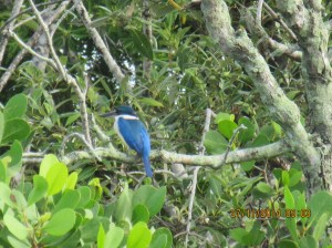 Kingfisher taken from boat -Penang